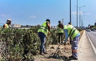 Park ve Bahçeler ekipleri, Erdemli’de refüjleri...