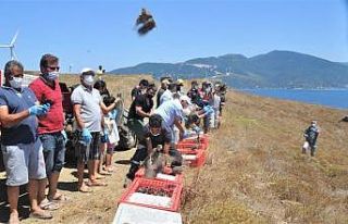 Paşalimanı adasında 750 keklik doğaya salındı