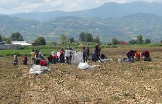 Patates hasadı başladı, çiftçi umduğunu bulmadı