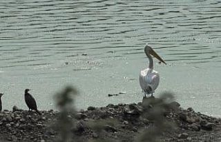 Pelikanlar Kars’ı sevdi
