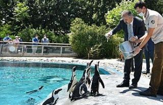 Penguen ailesinde yavru sevinci