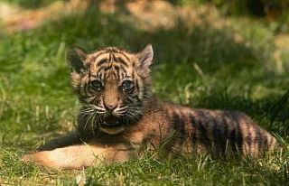 Polonya’da nesli tükenmekte olan Sumatra kaplanı...