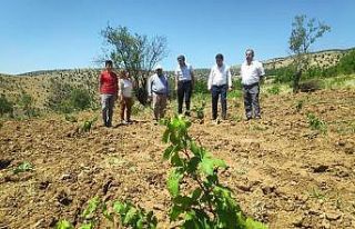 Pütürge kırmızısından yüksek verim