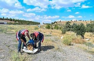 Restoranlardaki artık yiyecekler sokak hayvanlarına...