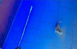 Rusya’da kasadan para çalan kedi suçüstü yakalandı