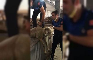 Sahibinden kaçan kurbanlık koyun 7 metrelik kuyuya...
