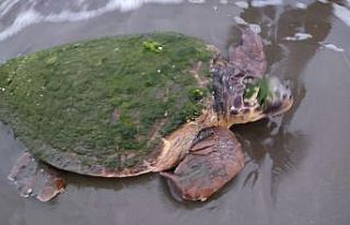 Sahilde yaralı Caretta Caretta bulundu