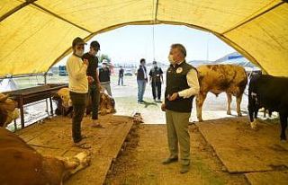 Şahin’den kurban pazarlarında denetim