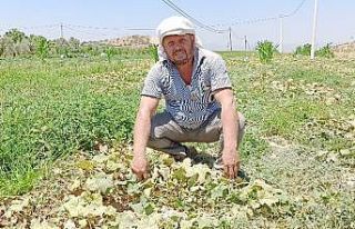 Salatalıkta ikinci ekim dönemi