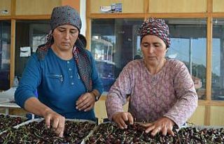 Salihli Kirazı’nın ünü, Birleşmiş Milletlere...