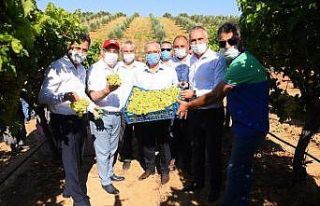 Salihli Ovası’nda ihracatlık üzümde hasat başladı