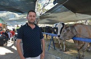 Şampiyon ve Efe isimi tosunlar hemen satıldı