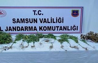 Samsun’da 162 kök kenevir ele geçirildi, 4 şüpheli...