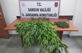 Samsun’da 392 kök kenevir 7 kilo 886 gram kubar...