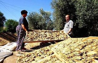 Sarıgöl’de tütün hasadı devam ediyor