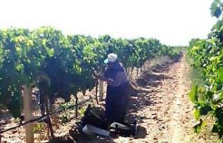 Sarıgöl’de üzüm hasadına başlandı