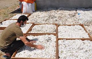 Sason’da koza yetiştiricileri bir ayda 400 bin...