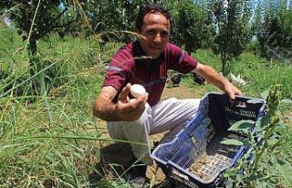 Satacağı meyveleri tavuklara yedirip yumurtasını...