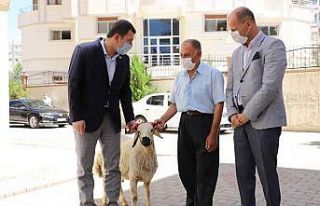 Şehit ailelerine kurbanlık koç