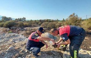 Seydikemer’de alevlerin arasında kalan kaplumbağa...