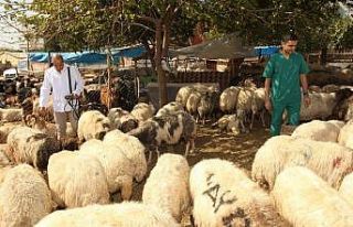 Seyhan Belediyesi’nden ücretsiz kurban kesimi