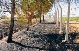 Sigara izmariti binlerce dönümlük araziyi yakacaktı