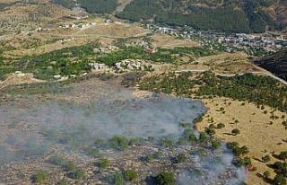 Siirt’te 250 dönümlük alan küle döndü