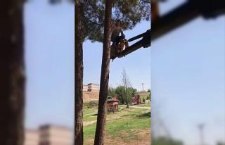 Siirt’te ağaçta mahsur kalan kediyi belediye ekipleri...