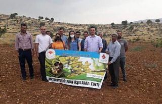 Siirt’te fıstık aşılama eğitimi