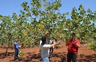 Siirt’te fıstık rekoltesini tarım ekipleri belirleyecek