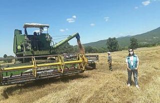 Simav’da hububat hasadı başladı