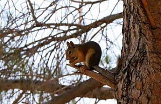 Sincabın yemek keyfi