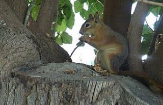 Sincap ile öğretmenin kıskandıran dostluğu