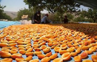 Sivas’ta kayısı hasadı başladı