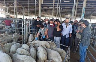 Şuhut’ta küçükbaş kurbanlıklar görücüye...