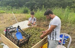 Taze fındık tezgaha indi