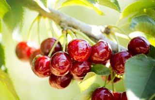 Taze meyve sebze ihracatçılarından rekor geldi