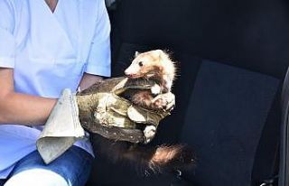 Tedavi edilen sansar doğaya bırakıldı