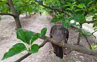 Tedavisi tamamlanan Guguk kuşu doğaya salındı
