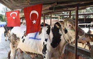 Tekkeköy’de her şehit için bir kurban kesilecek