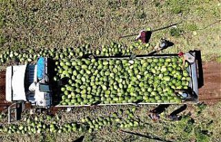 Tescilli Diyarbakır karpuzunda hasat zamanı