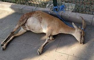 Trenin çarptığı dağ keçisi yaralandı