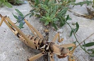 Tunceli Valiliği, avcı çekirgenin biyolojik mücadele...