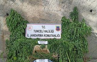 Tunceli’de uyuşturucu ile mücadele