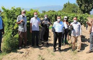 Türk mühendislerinden yüksek verimli üzüm