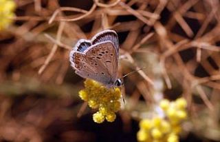 Türkiye kelebekleri risk altında