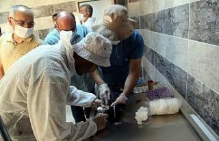 Türkiye’deki kelaynak sayısı hızla artmaya devam...