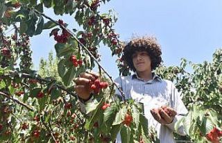 Türkiye’nin en geç kiraz hasadı Ahlat’ta yapılıyor