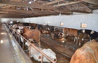 Türkiye’nin eti ile meşhur ilçesi Suluova’da...