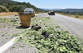 Tütün toplamaya gitmişti, kazada hayatını kaybetti